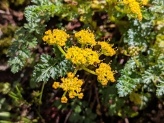 Lomatium hallii