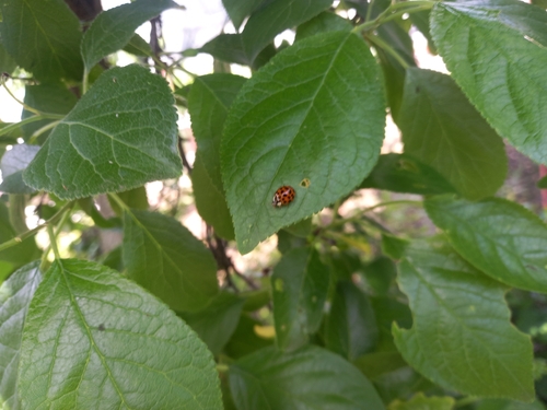 Asian Lady Beetle