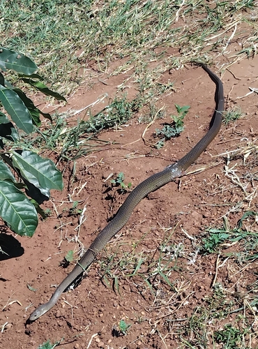 Olive Whip Snake