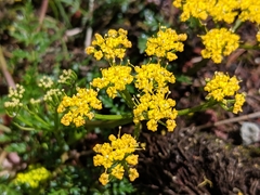 Lomatium hallii