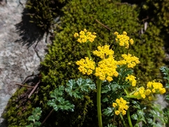 Lomatium hallii