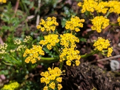 Lomatium hallii