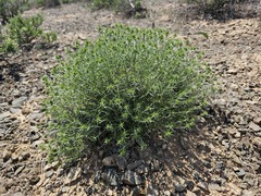(c) Yeskendir Satekov, some rights reserved (CC BY) Acanthophyllum pungens, photograph (c) Yeskendir Satekov, some rights reserved (CC BY)