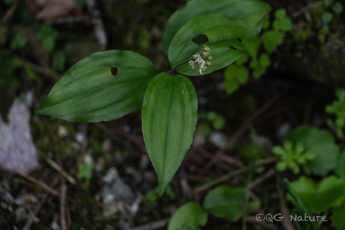 Maianthemum japonicum, photograph 5