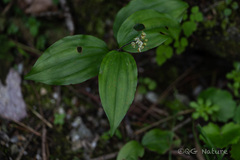 Maianthemum japonicum, photograph (c) Wang.QG, some rights reserved (CC BY)