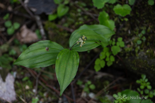 Maianthemum japonicum, photograph 4