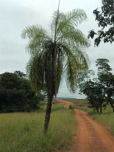 Macaw palm