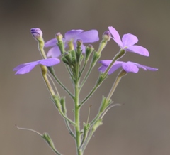Jamesbrittenia grandiflora