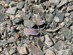Tulipa regelii