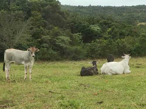Domestic Cattle