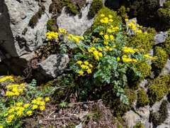 Lomatium hallii