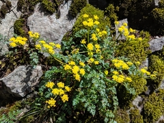 Lomatium hallii