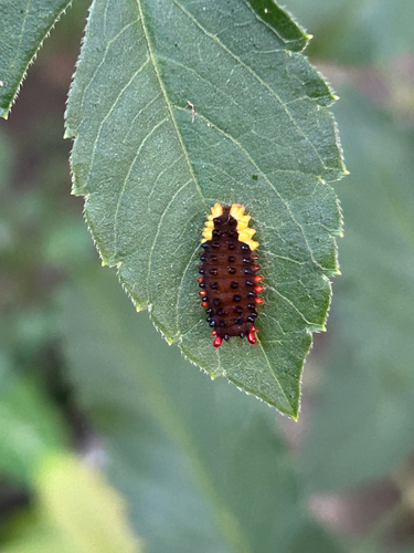 Trypanophora semihyalina