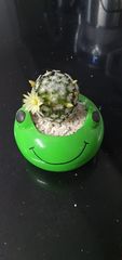 Mammillaria plumosa