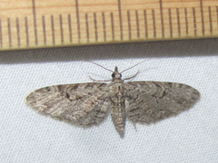 Eupithecia bolterii