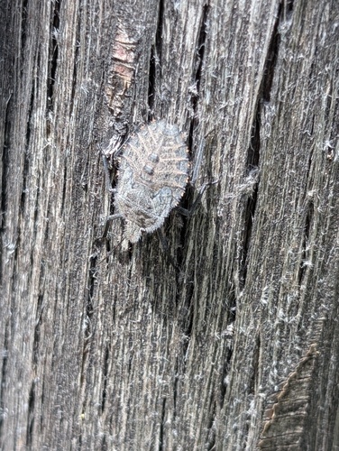 Mediterranean Spiny Stink Bug