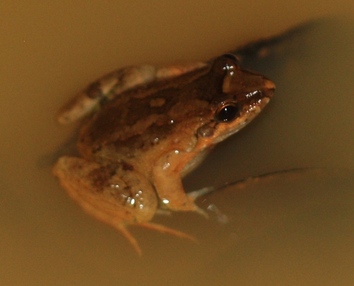 Leptodactylus leptodactyloides