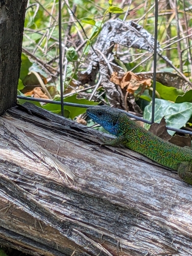 Green Lizard
