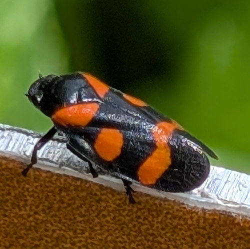 Cercopis