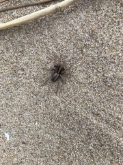 Centroctenus brevipes