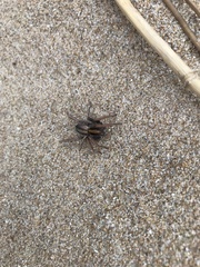 Centroctenus brevipes