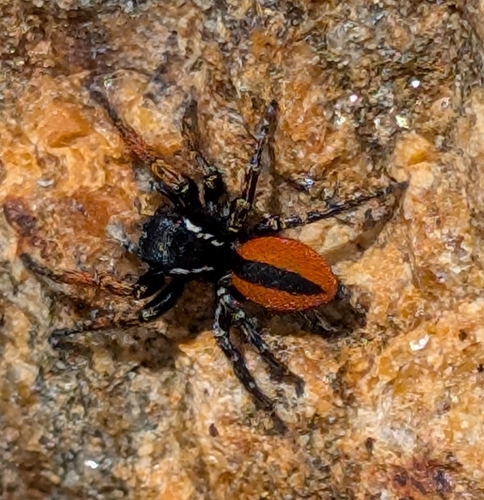Red-bellied Jumping Spider