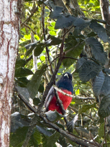 Surucua Trogon