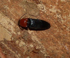 Ampedus rubricollis