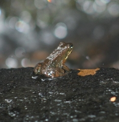 Schmidt's Spinythumb Frog photo 2