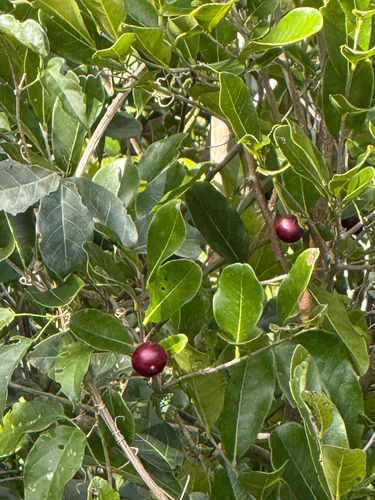 Diospyros inconstans