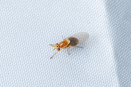 Pachycerina javana