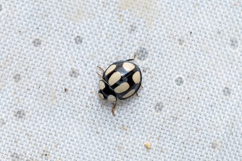 Oenopia chinensis