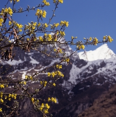 Piptanthus nepalensis