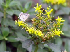 Pseudozizeeria maha