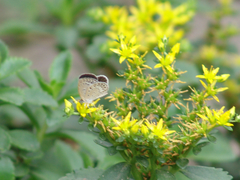Pseudozizeeria maha