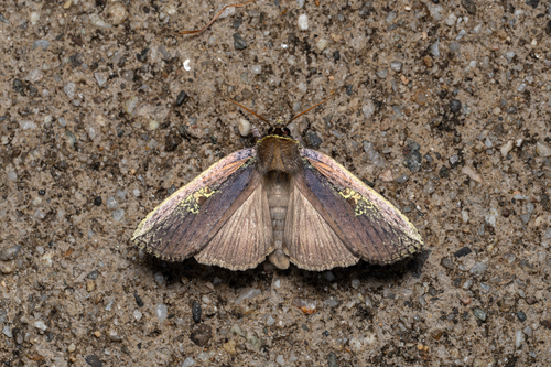 Tethea consimilis commifera