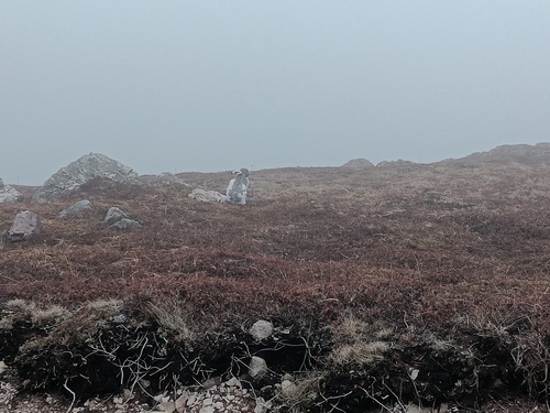 lièvre arctique observed by loicp