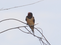 Hirundo rustica gutturalis