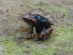Chimbo Rocket Frog photo 2