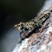 Lichen Mantises - Photo (c) Bernard DUPONT, some rights reserved (CC BY-NC-SA)