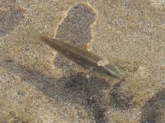 Stethojulis balteata