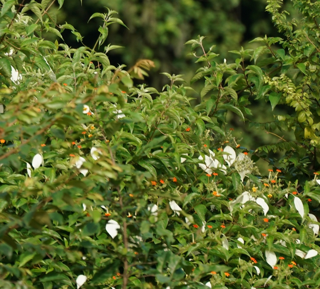 Hoa bướm – Mussaenda frondosa