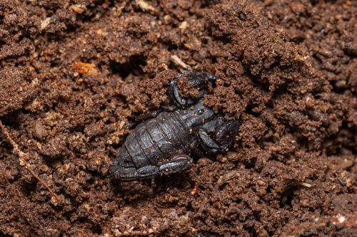 Scorpiops jendeki