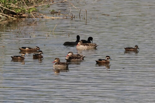 iNaturalist image