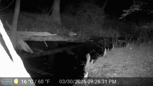 Bobcat photographed in Virginia