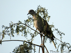 Streptopelia decaocto