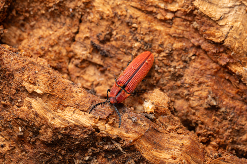 Ampedus birmanicus