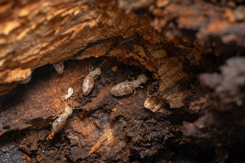 Archotermopsis kuznetsovi