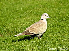 Streptopelia decaocto