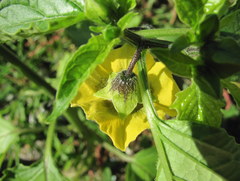 Physalis ixocarpa